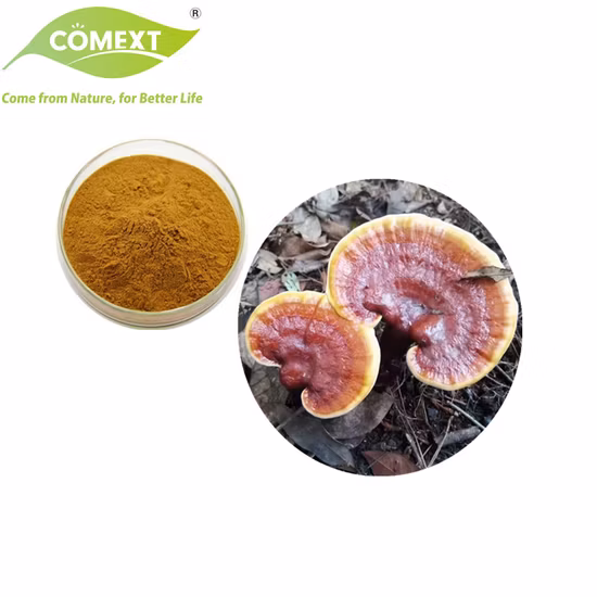 Extrato de ervas de plantas orgânicas Ganoderma Lucidum Cogumelo em pó Extrato de cogumelo Reishi Cogumelo Ganoderma