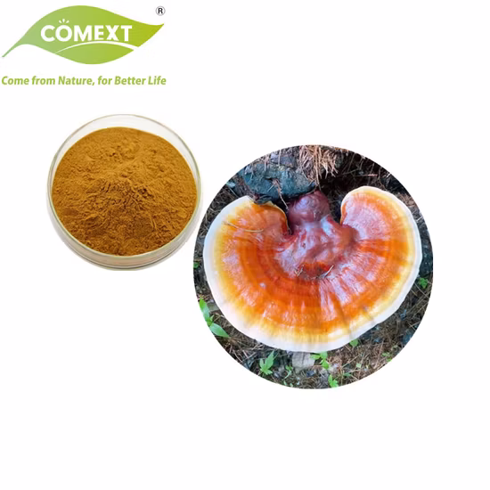Extrato de ervas de plantas orgânicas Ganoderma Lucidum Cogumelo em pó Extrato de cogumelo Reishi Cogumelo Ganoderma